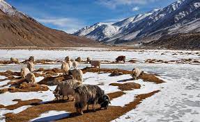 BEST LOCATION IN LEH, LADAKH, TO VISIT DURING THE WINTER